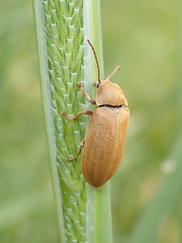 Dascillidae: Dascillus cervinus